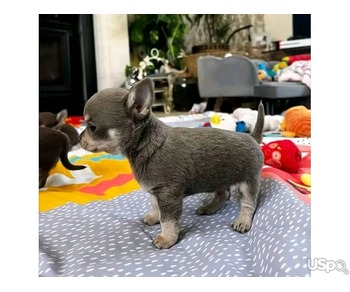 Chihuahua puppies for sale.