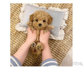 Toy poodle rPuppies available for sale.