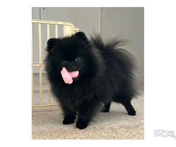 Pomeranian Puppies for sale.