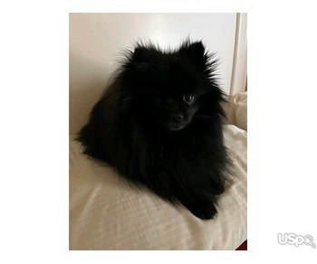 Pomeranian Puppies for sale.