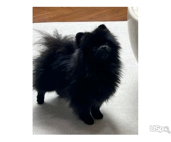 Pomeranian Puppies for sale.