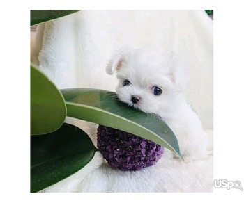 Maltese Puppies for sale.