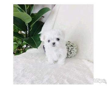 Maltese Puppies for sale.