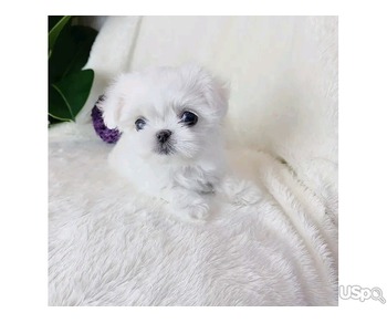 Maltese Puppies for sale.