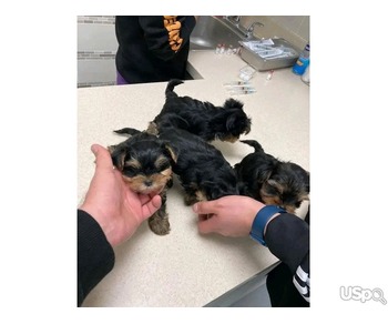 Yorkie puppies for sale.