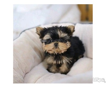 Yorkie puppies for sale.