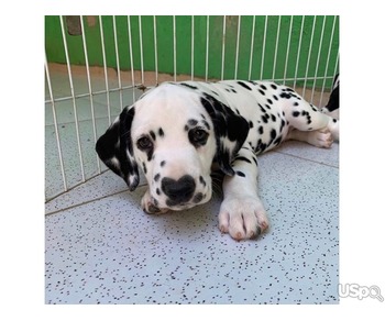 Dalmatian puppies for sale.