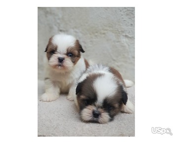 Shit zhu puppies for sale.