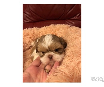 Shit zhu puppies for sale.