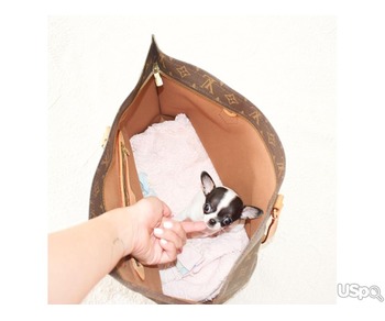 Short hair Chihuahua puppies for sale.