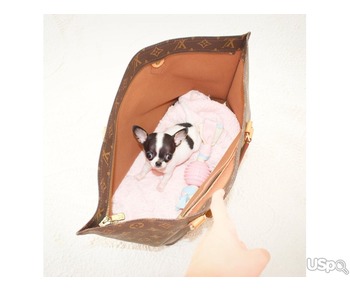 Short hair Chihuahua puppies for sale.