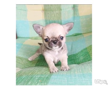 Adorable Chihuahua puppies for sale.