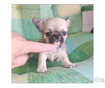 Adorable Chihuahua puppies for sale.