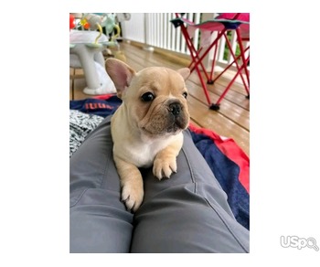 French Bulldog puppies available for sale.