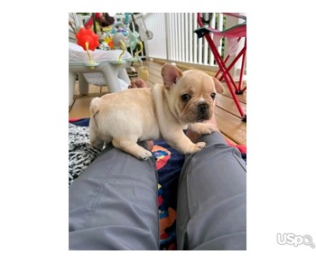 French Bulldog puppies available for sale.