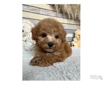 Maltipoo puppies for sale.