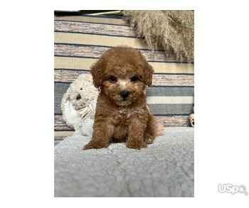 Maltipoo puppies for sale.