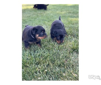 Rothwalia puppies for sale.