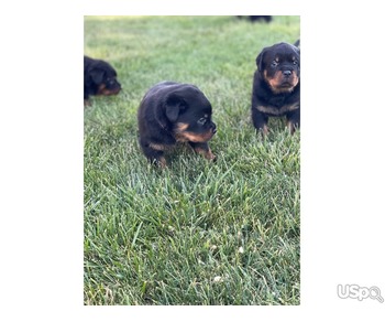 Rothwalia puppies for sale.