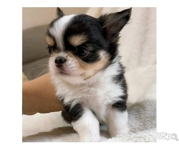 Chihuahua puppies for sale