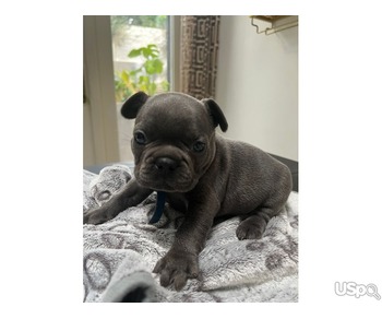 Blue French bulldog puppies for sale