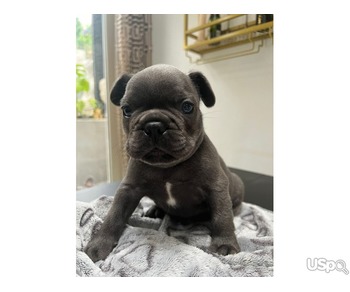 Blue French bulldog puppies for sale