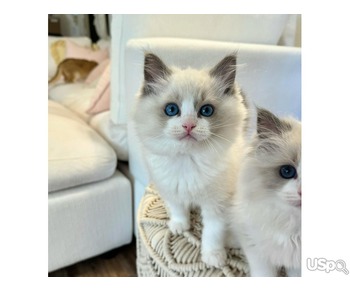 Blue Point Ragdolls котят на продажу