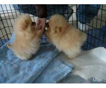 Pomeranian puppies for sale