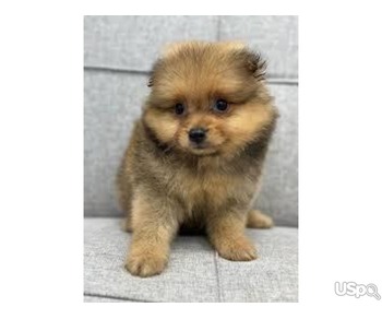 Pomeranian puppies for sale