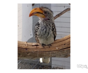 Yellow Billed Hornbill