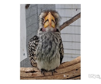 Yellow Billed Hornbill