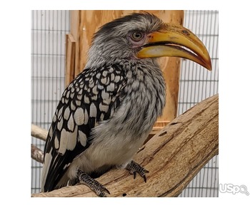 Yellow Billed Hornbill