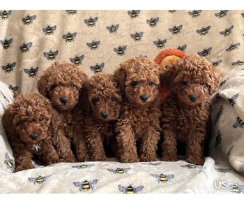 Red toy Poodles  For Sale