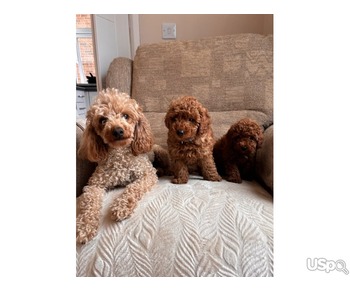 Red toy Poodles  For Sale