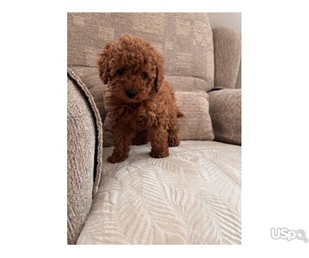 Red toy Poodles  For Sale