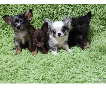 Longhair Chihuahua puppies for sale.