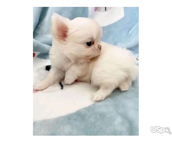 Longhair Chihuahua puppies for sale.