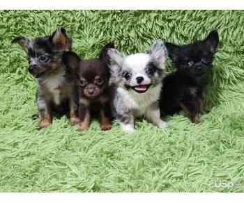 Longhair Chihuahua puppies for sale.