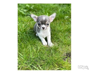 Chihuahua puppies for sale.