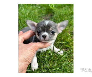 Chihuahua puppies for sale.