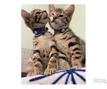 Bengal Kittens