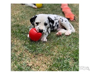 Dalmatian puppies for sale.