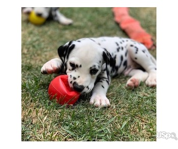 Dalmatian puppies for sale.