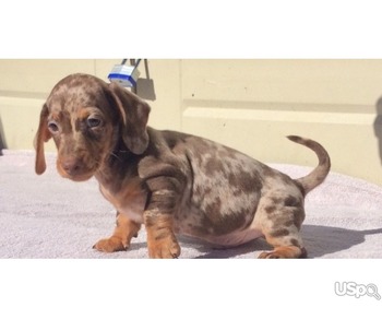 dachshund Puppies