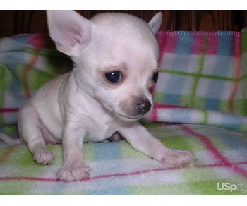 Teacup chihuahua puppies