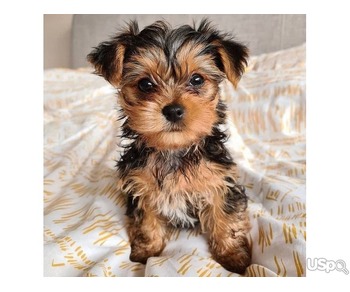 Yorkie puppies for adoption and rehoming