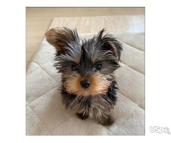 Yorkie puppies for adoption and rehoming