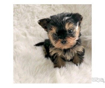 Yorkie puppies for adoption and rehoming