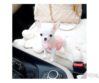 Teacup Maltese puppies