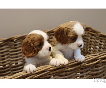 Stunning Cavalier puppies for sale